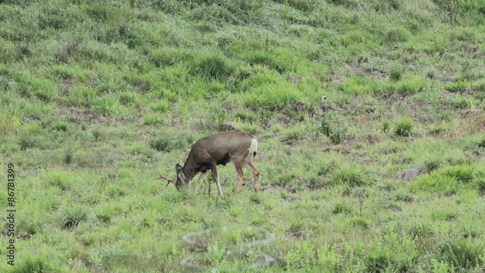 four point buck in a field four point buck in a field