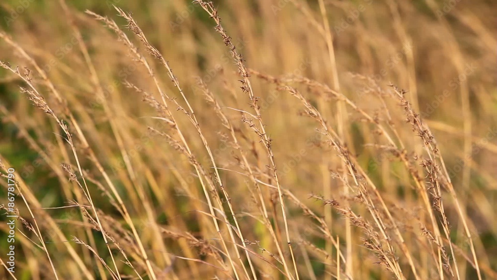 beautiful dry grass on meadow in the wind at sunset time, high definition, Full HD, 1920x1080 beautiful dry grass on meadow in the wind at sunset time, high definition, Full HD, 1920x1080