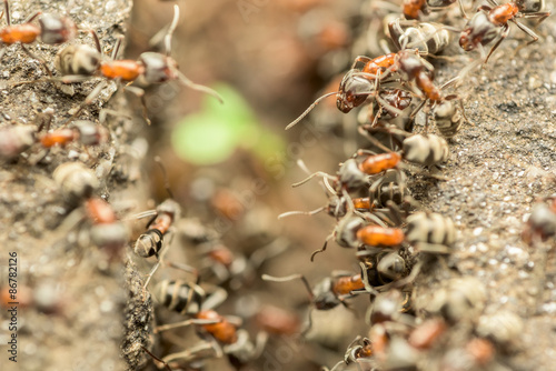 Swarm Of Ants Passing Food Over Abyss Macro © radub85