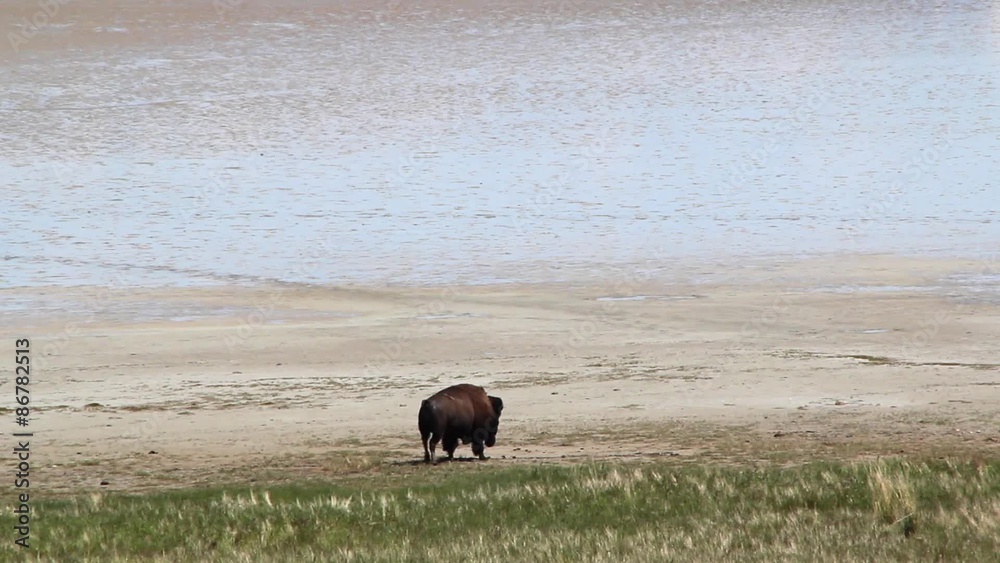 Buffalo walking across desert Buffalo walking across desert
