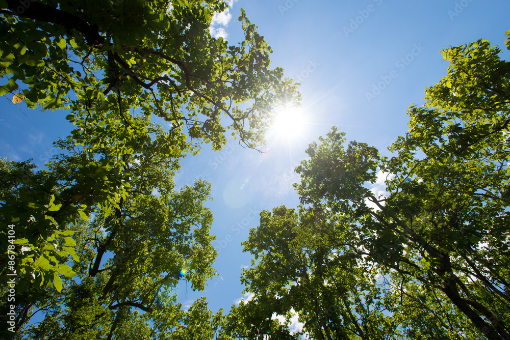 Fototapeta premium Trees in forest