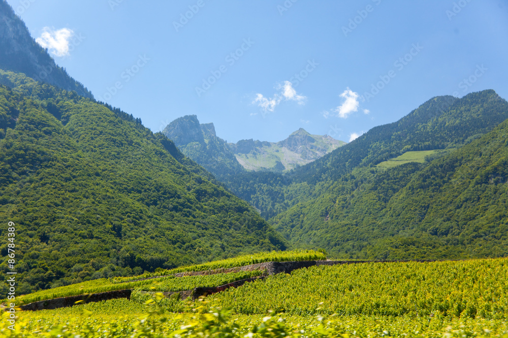 Fields in Swiss and Alps on the background
