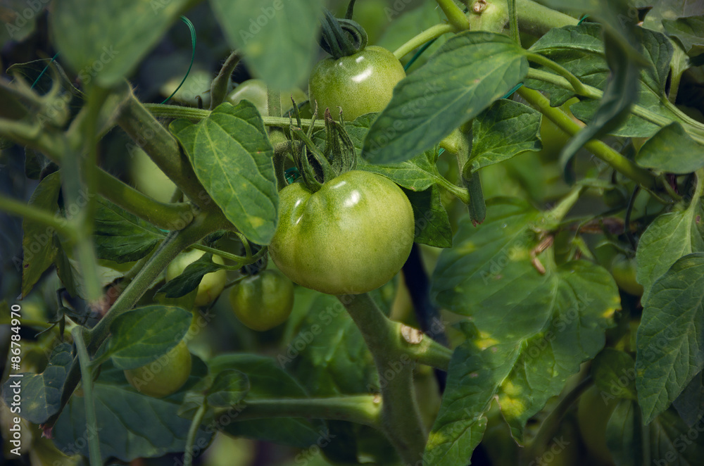 grüne Tomaten grüne Tomaten