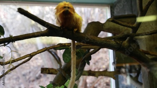 monkeys in captivity in zoo photo