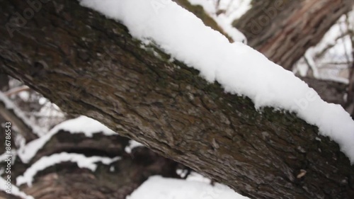 Wallpaper Mural a snowy tree jib shot Torontodigital.ca
