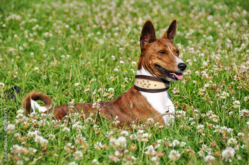 Basenji dog in a grass Basenji dog in a grass