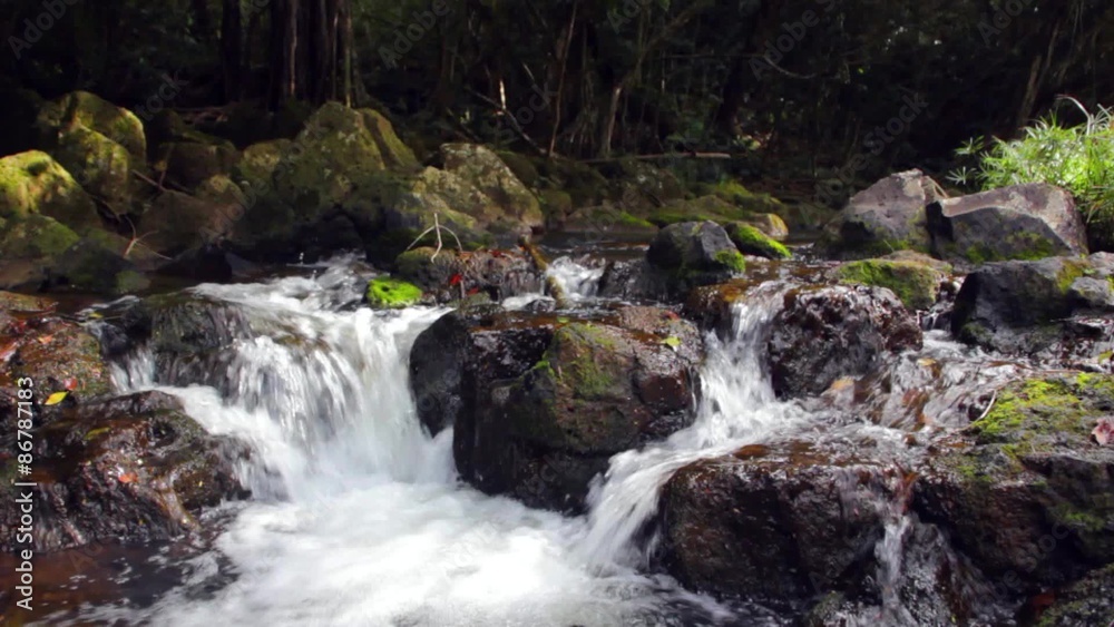 Clear Jungle Stream with Mossy Rocks Clear Jungle Stream with Mossy Rocks