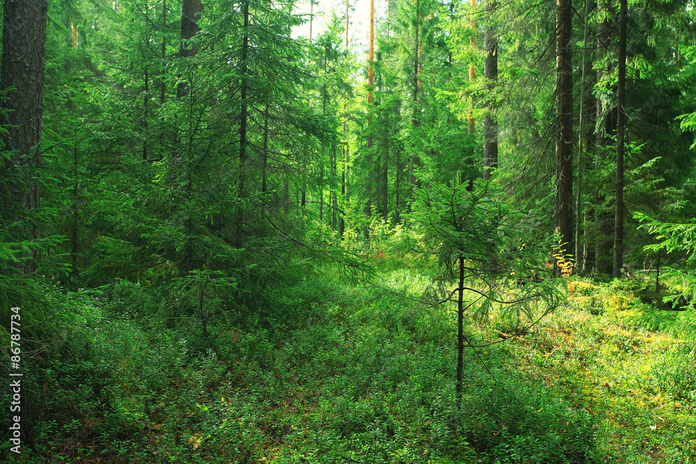 Obraz premium Summer dense forest landscape