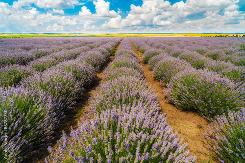 lavender field, Plateau de Valensole, Provence, France