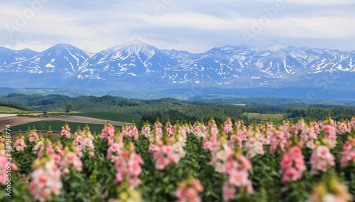 Fototapeta Naklejka Na Ścianę i Meble -  Flower garden at Furano, Hokaido, Japan.