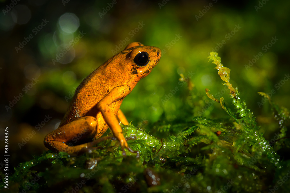 Naklejka premium Small green frog