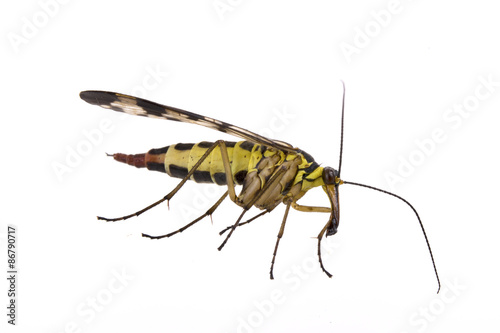 Scorpion Fly on  white background