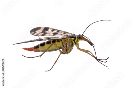 Scorpion Fly on white background