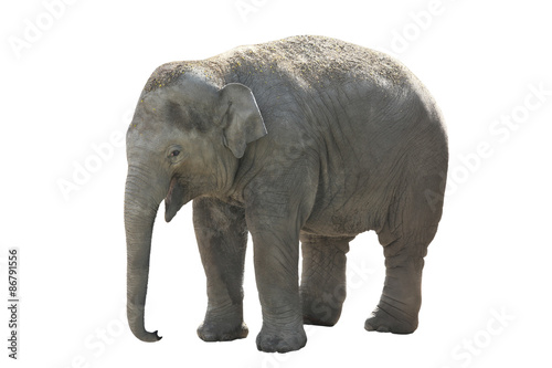 small, elephant