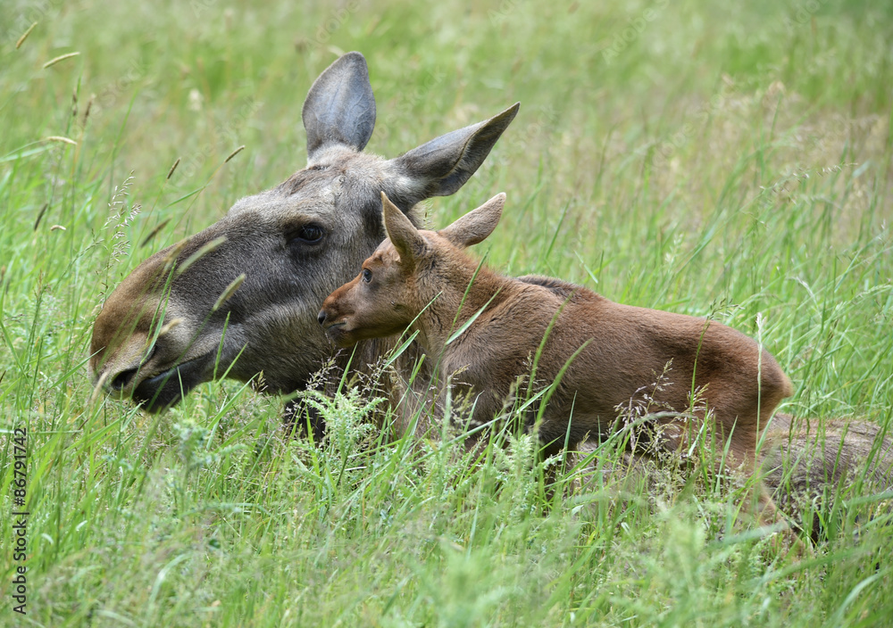 Elch mit Kalb Elch mit Kalb