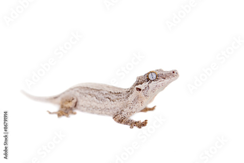 The gargoyle  New Caledonian bumpy gecko on white