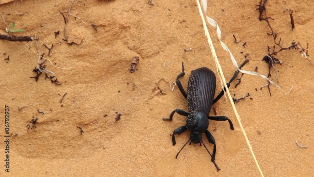 Desert Beetle moving through sand Desert Beetle moving through sand