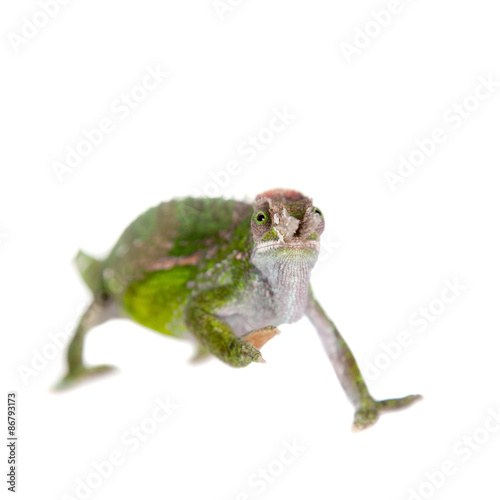 Fischer's chameleon, Kinyongia fischeri on white