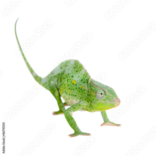 Usambara giant three-horned chameleon  on white