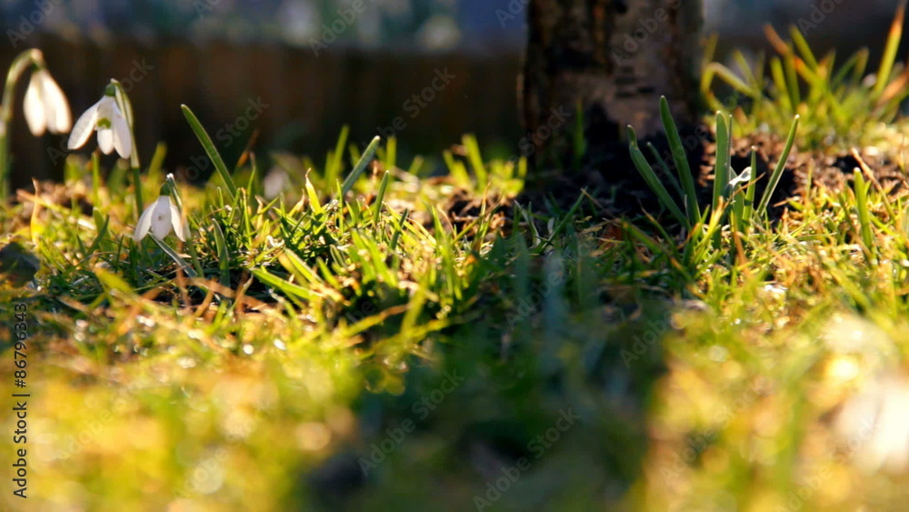 Sliding over grass with snowdrops and sunset in background Sliding over grass with snowdrops and sunset in background