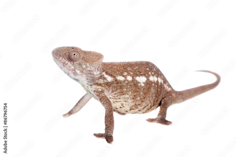 Obraz premium The Oustalets or Malagasy giant chameleon on white