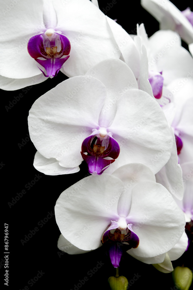 White orchid on a black background White orchid on a black background