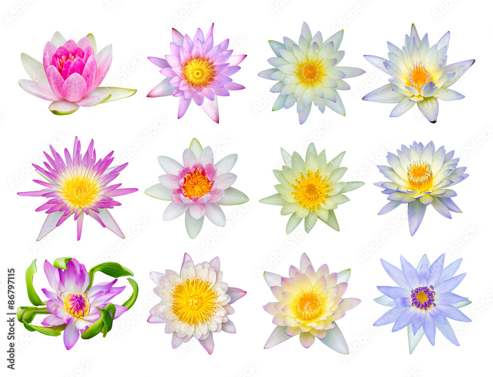 Water lily or lotus flower set 12-2 Water lily or lotus flower set 12-2