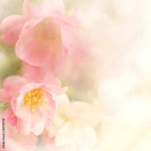 sweet color roses flower in soft and blur style on mulberry paper texture
