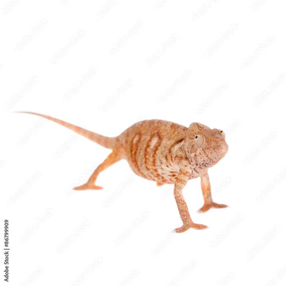 Obraz premium The Oustalets or Malagasy giant chameleon on white