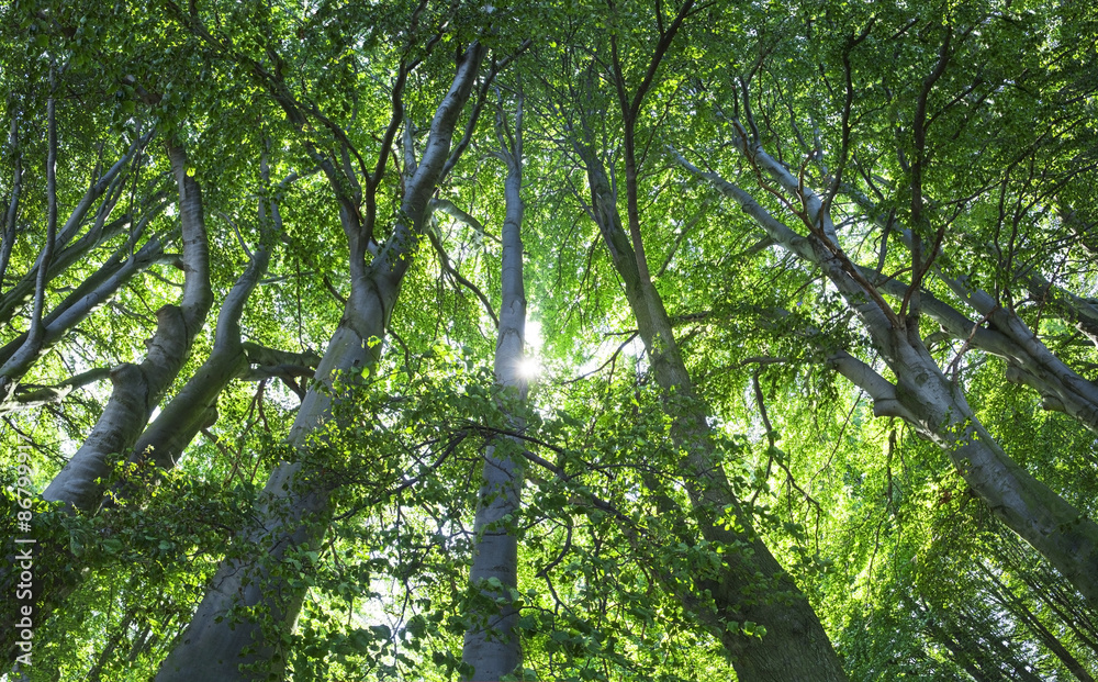 Fototapeta premium Old forest