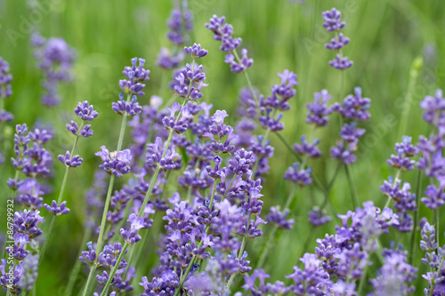 lavender growing