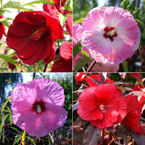 Hibiscus Summerific mix of colors photo