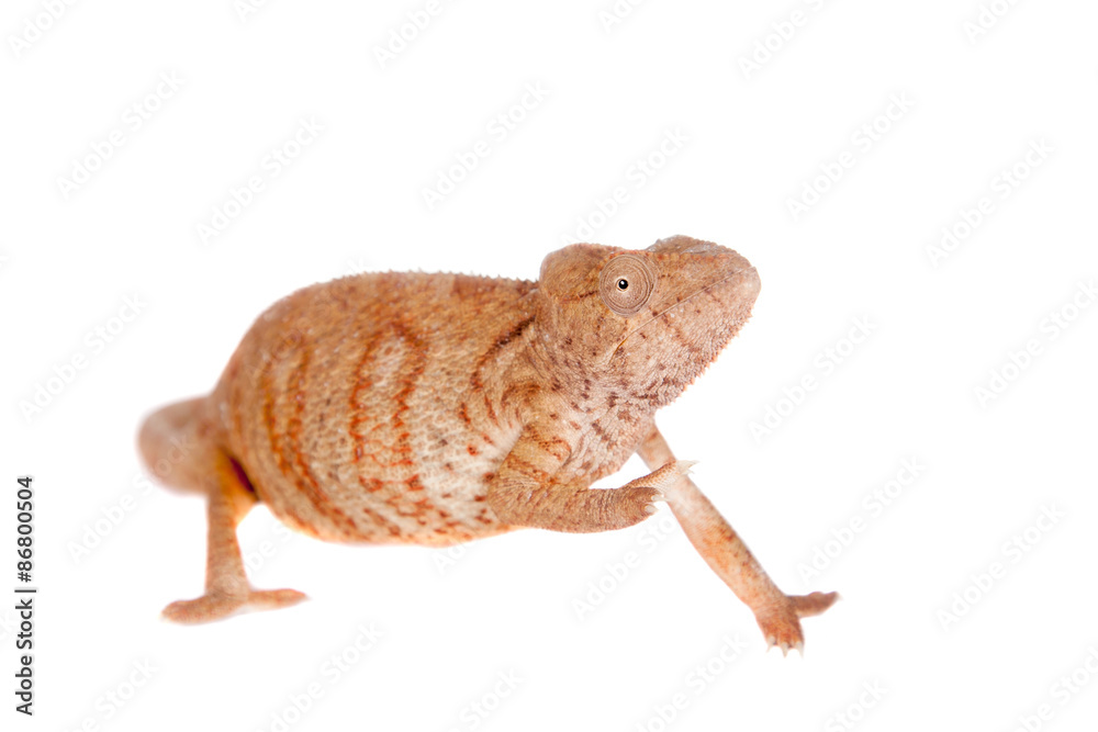 Obraz premium The Oustalets or Malagasy giant chameleon on white