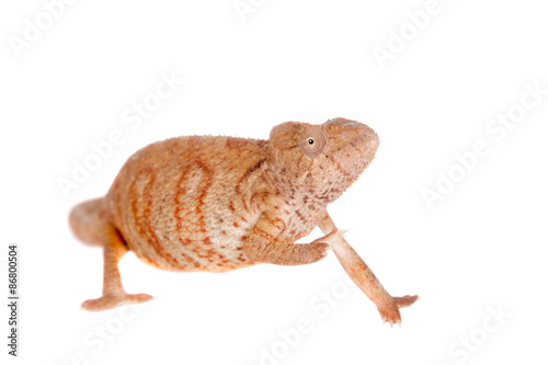 The Oustalets or Malagasy giant chameleon on white