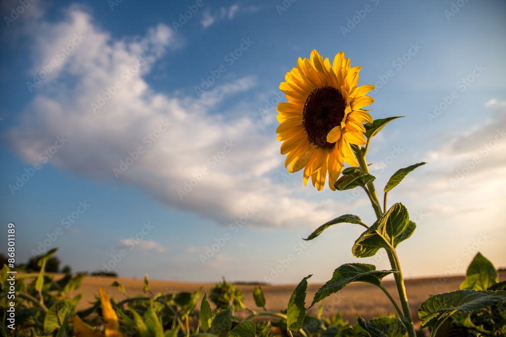 Fototapeta premium Sonnenblume hoch hinaus