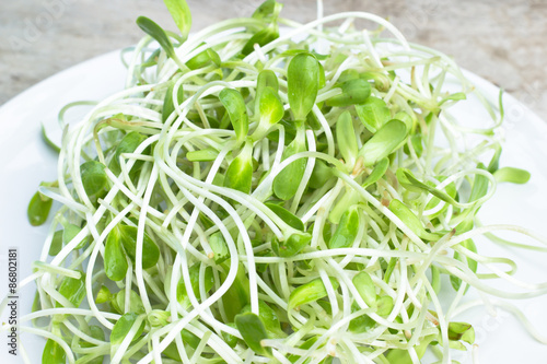 Sunflower sprouts in white dish
