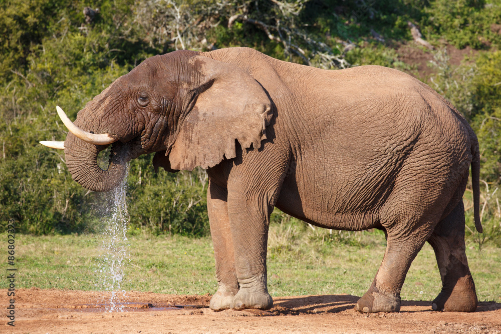 Fototapeta premium Elephant drinking Water
