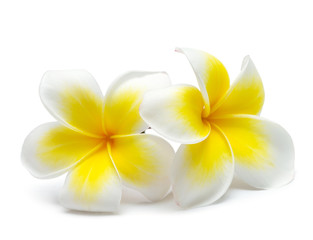 Keuken achterwand Frangipani Tropische frangipani bloem in bloei  © Pakhnyushchyy