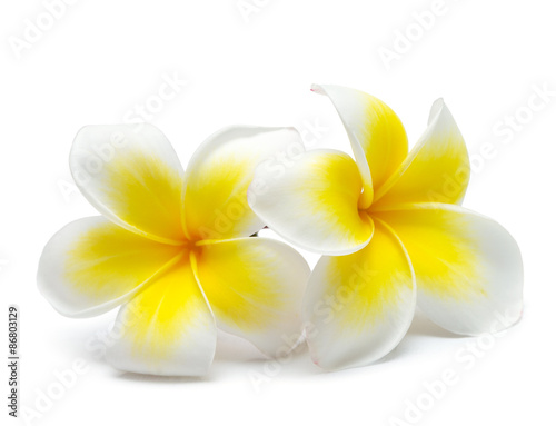 flower frangipani photo