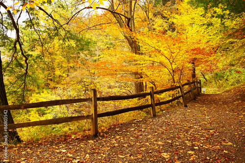 Autumn scene