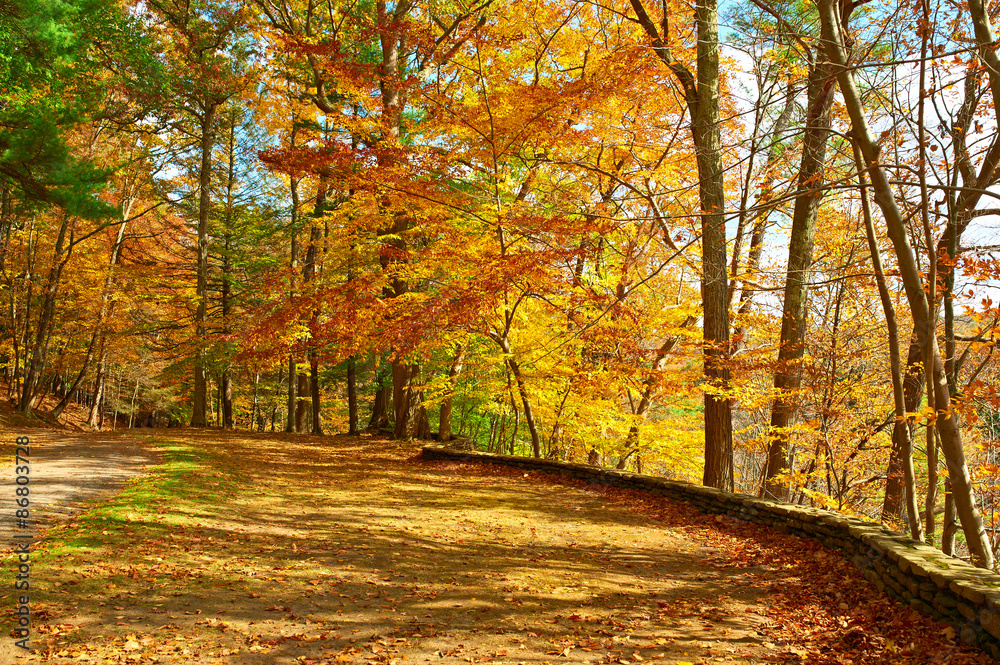 Fototapeta premium Autumn scene