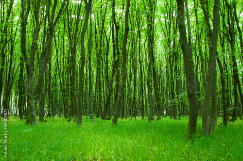 forest trees