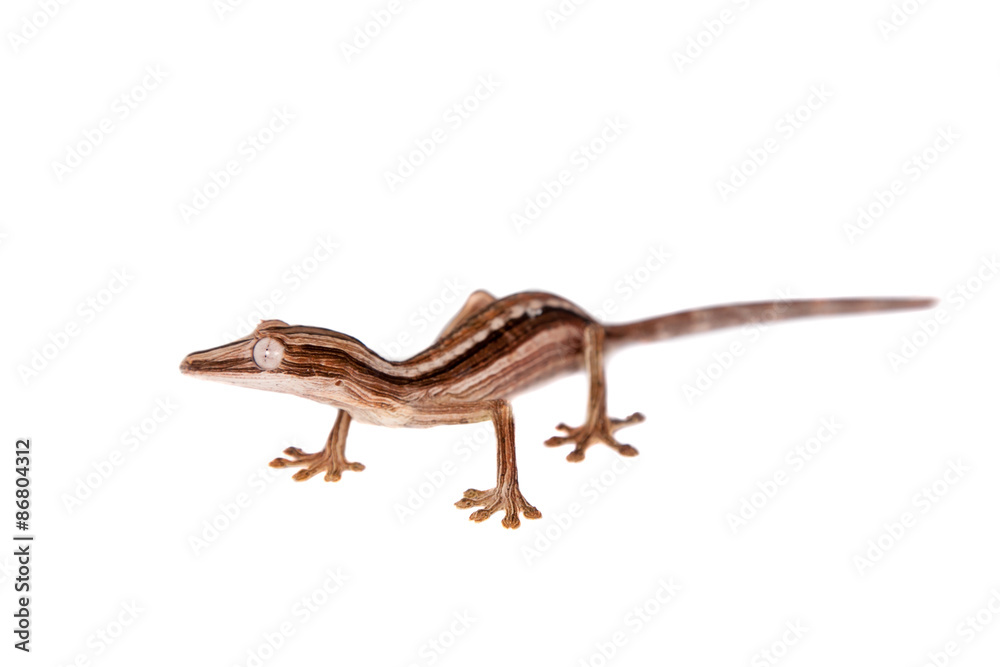 Fototapeta premium Lined Leaf-tail Gecko, Uroplatus lineatus on white