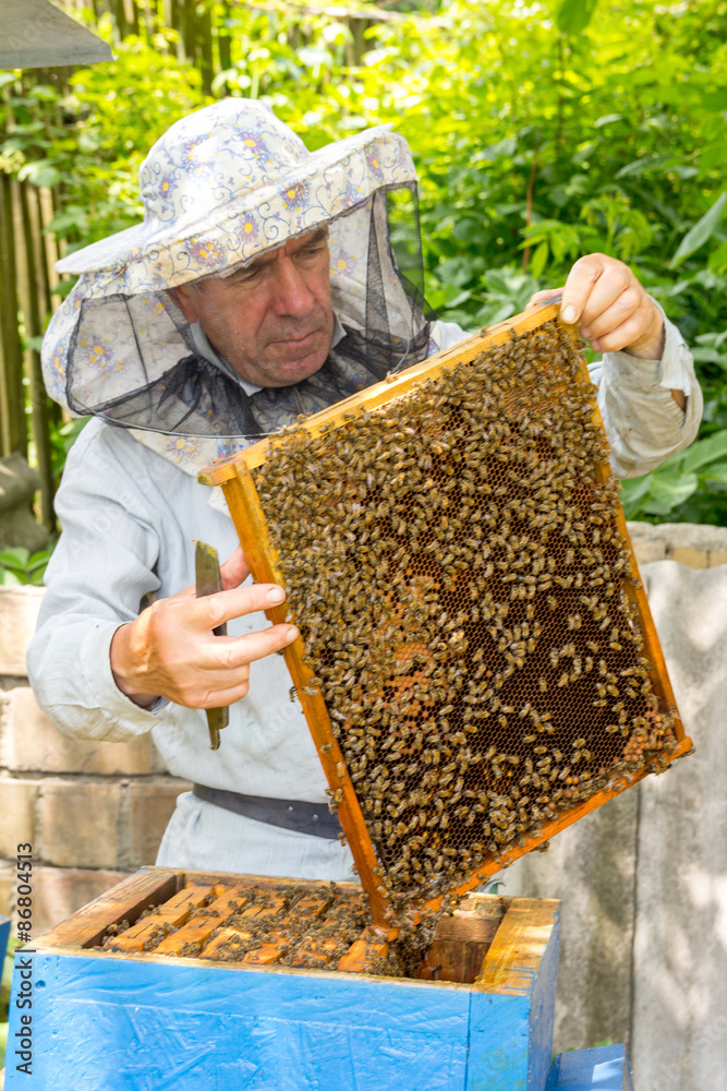 Bees on honeycomb with capped brood Bees on honeycomb with capped brood