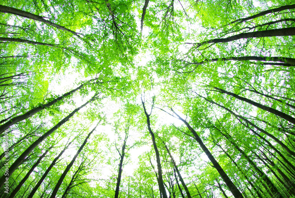 forest forest