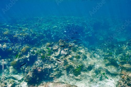 Fototapeta Naklejka Na Ścianę i Meble -  Coral reef and fish