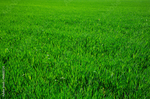 Green grass