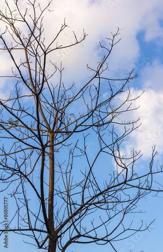 dry tree in winter season with sky background