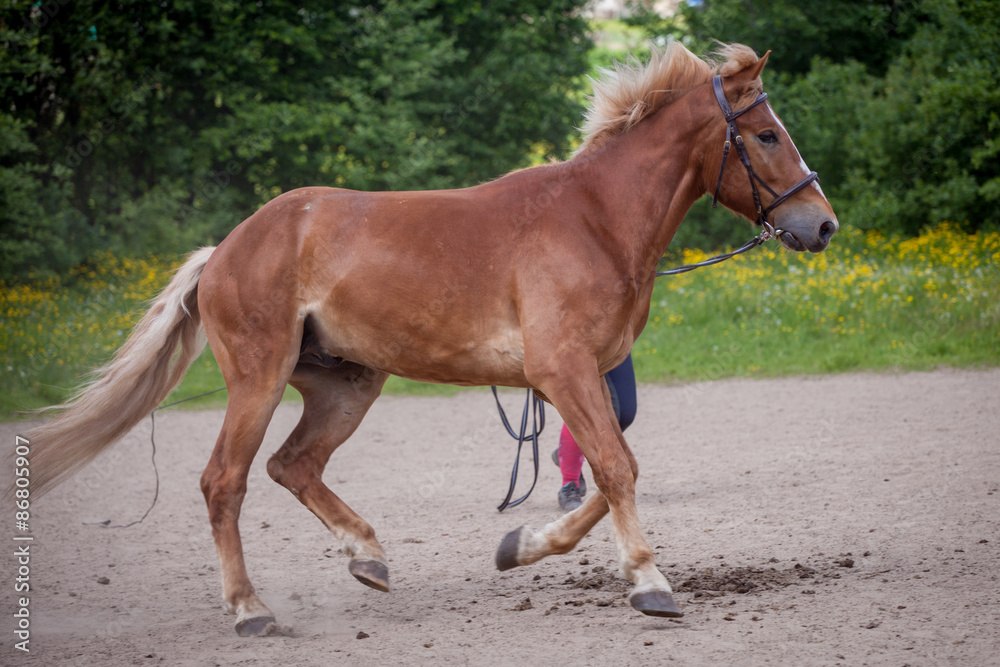 Red horse running to the green meadow Red horse running to the green meadow