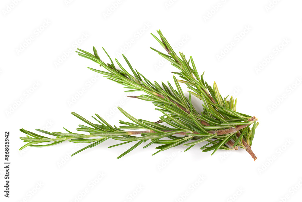 rosemary isolated on white background rosemary isolated on white background